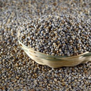 Bajra (Pearl Millet)